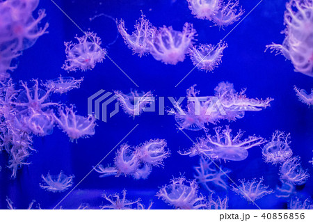 クラゲ 40856856