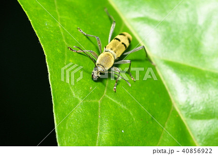 フタオビミドリトラカミキリ 40856922