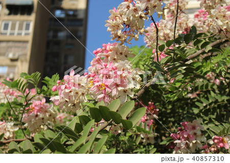 バライロモクセンナ 40857310