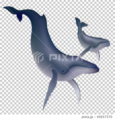 Parent and child of a whale Parent and child of a whale 40857370