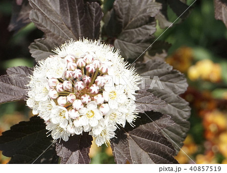 アメリカテマリシモツケ 白花 01の写真素材