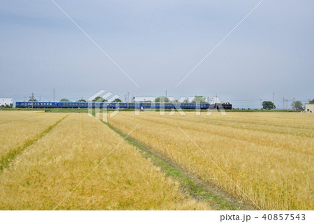 麦秋を行くSL 麦秋を行くSL 40857543