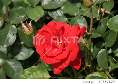バラ（カナスタ） 40857627