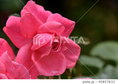 バラ（マガリ） 40857632