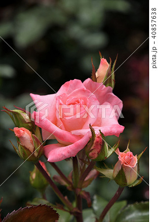 バラ(ファバージェ) バラ(ファバージェ) 40857638