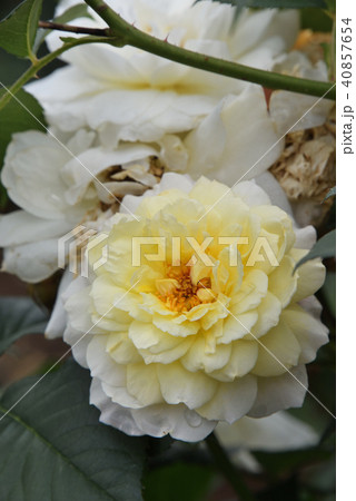 バラ（ムーンスプライト） 40857654