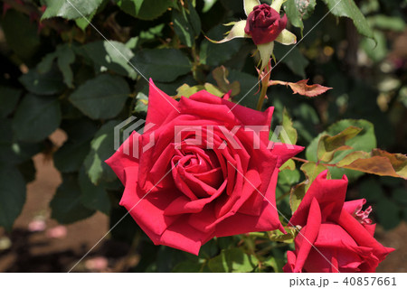 バラ（クラウス・シュテルテベカー） 40857661