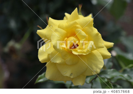 バラ（サン・フレーア） 40857668