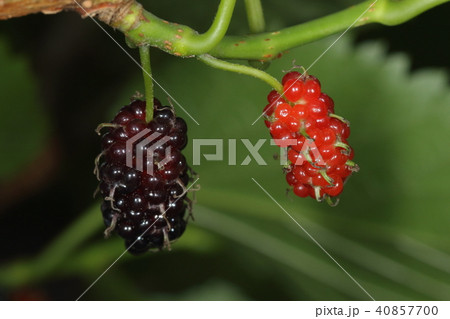 自然　植物　クワ、酸っぱめのさわやかな味が好みなら紫色の実がおすすめ。赤い方はまだ食べられません 40857700