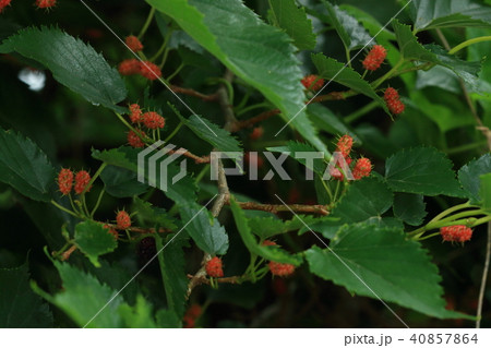 自然 植物 クワ、養蚕が盛んな頃は方々に桑畑があったようで、今でも郊外の空地などでよく見かけます 自然 植物 クワ、養蚕が盛んな頃は方々に桑畑があったようで、今でも郊外の空地などでよく見かけます 40857864