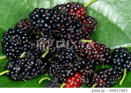 自然　植物　クワ、「夕焼け小焼けの赤とんぼ。」小籠がないので桑の葉に盛ってみました 40857865