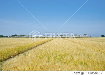 麦秋の特急しらさぎ 40858167