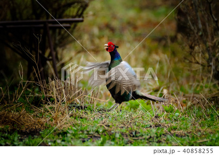 キジのオスの幌打ち　 40858255