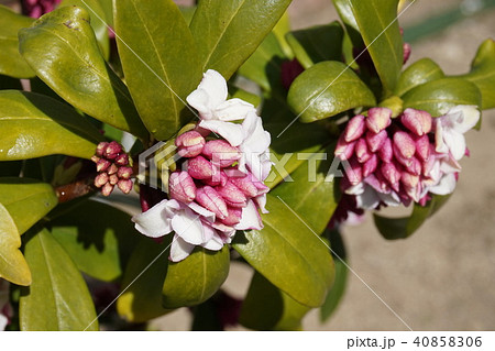 沈丁花 沈丁花 40858306