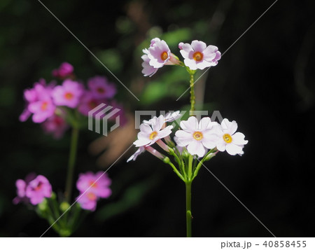 クリンソウ 40858455