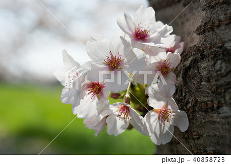 幹に咲く桜の花 40858723