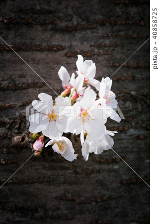 幹に咲く桜の花 40858725