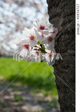 幹に咲く桜の花 幹に咲く桜の花 40858727