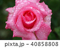 雨に濡れたバラ 40858808