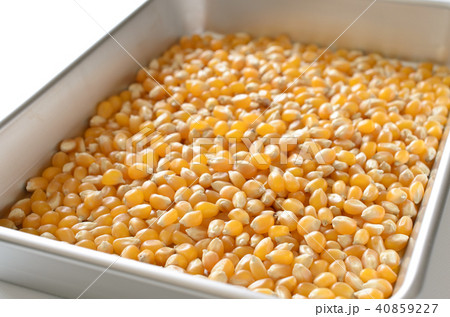 ポップコーン原料豆 ポップコーン原料豆 40859227