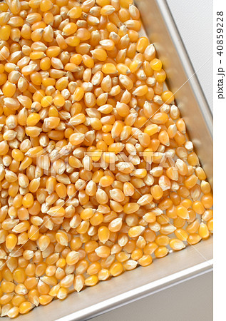 ポップコーン原料豆 ポップコーン原料豆 40859228
