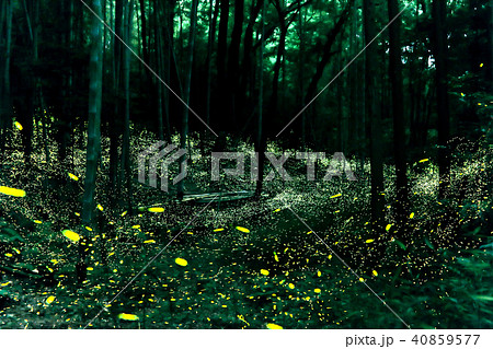 ヒメボタルの乱舞 40859577