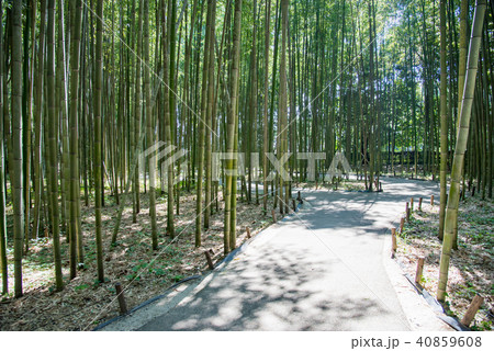 京都　嵯峨野　竹林の散策路 40859608