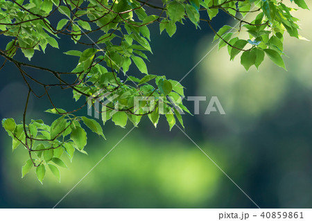 新緑の葉っぱ 40859861