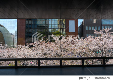 目黒の桜並木・目黒雅叙園　アルコタワーから（東京都） 40860820