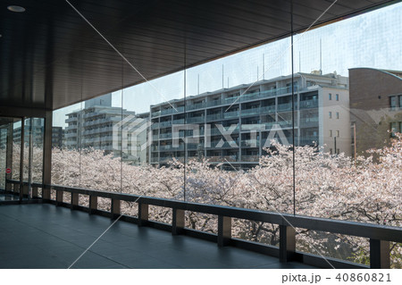目黒の桜並木・目黒雅叙園　アルコタワーから（東京都） 40860821