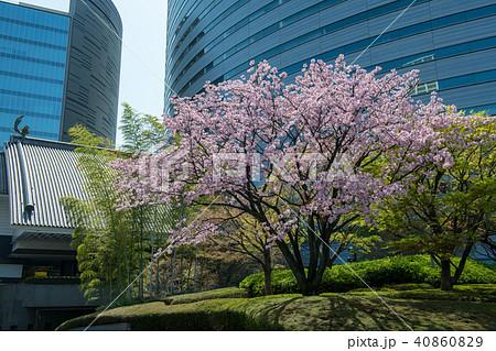桜と目黒雅叙園・アルコタワー(東京都) 桜と目黒雅叙園・アルコタワー(東京都) 40860829