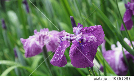 ハナショウブ(雨後の水滴付き) 40861093