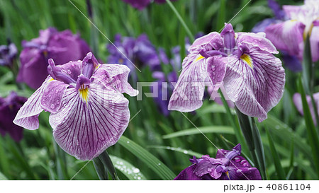 ハナショウブ(雨後の水滴付き) 40861104