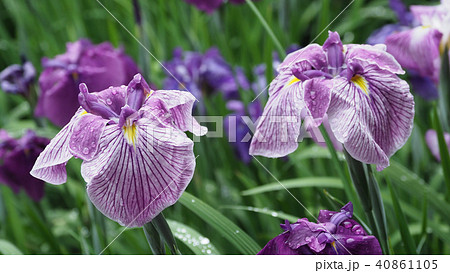 ハナショウブ(雨後の水滴付き) 40861105