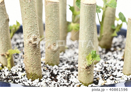 酔芙蓉　挿し木の芽吹き （ fix撮影 ） 40861596