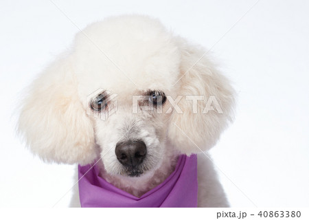 Groomed head of white poodle Groomed head of white poodle 40863380