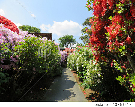 つつじ　花　春　背景  40863517