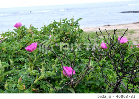 海岸の浜茄子 赤紫の花の写真素材