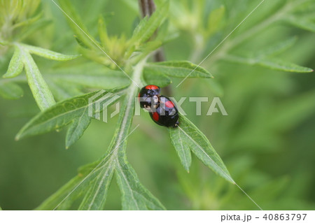 ナミテントウの交尾 40863797