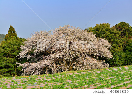 慈眼桜 慈眼桜 40865339
