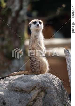 Miya Cat - Stock Photo [40865949] - PIXTA