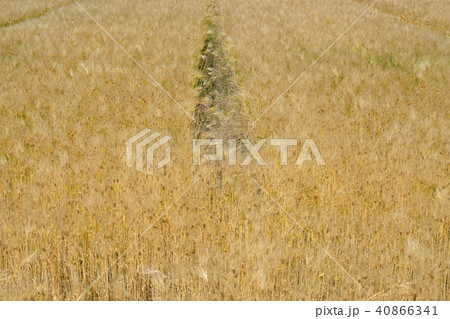 琵琶湖畔の六条大麦 40866341