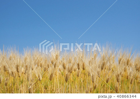 琵琶湖畔の六条大麦 40866344