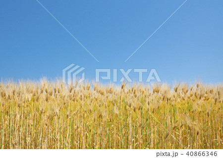 琵琶湖畔の六条大麦 40866346