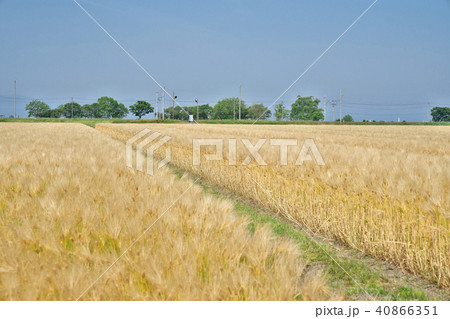 琵琶湖畔の六条大麦 40866351