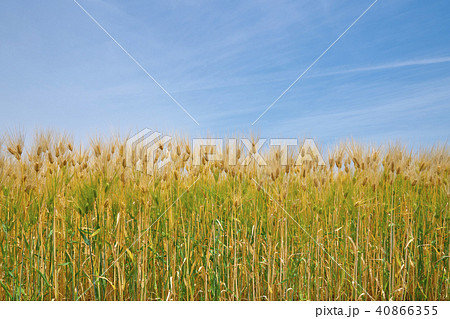 琵琶湖畔の六条大麦 40866355