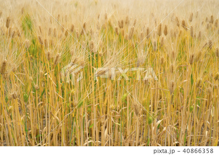 琵琶湖畔の六条大麦 40866358