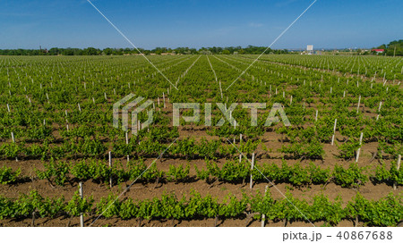 Aerial view of grape field in summer. 40867688