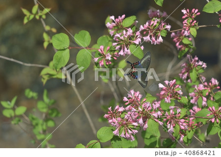 ミヤマカラスアゲハ 雌 吸蜜飛翔 ミヤマカラスアゲハ 雌 吸蜜飛翔 40868421