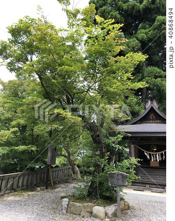 明智光秀手植えの楓 40868494